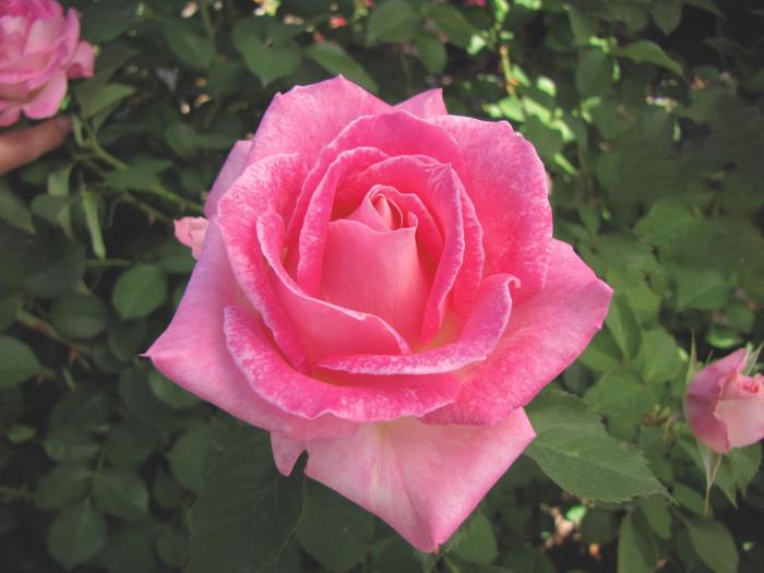 Painted Porcelain Rose | Rosa hybrid tea 'Painted Porcelain'