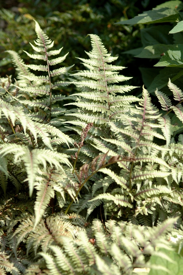 Branford Beauty Fern - Athyrium 'Branford Beauty' from Sloat Gardens Branford Beauty Fern - Athyrium 'Branford Beauty' from Sloat Gardens