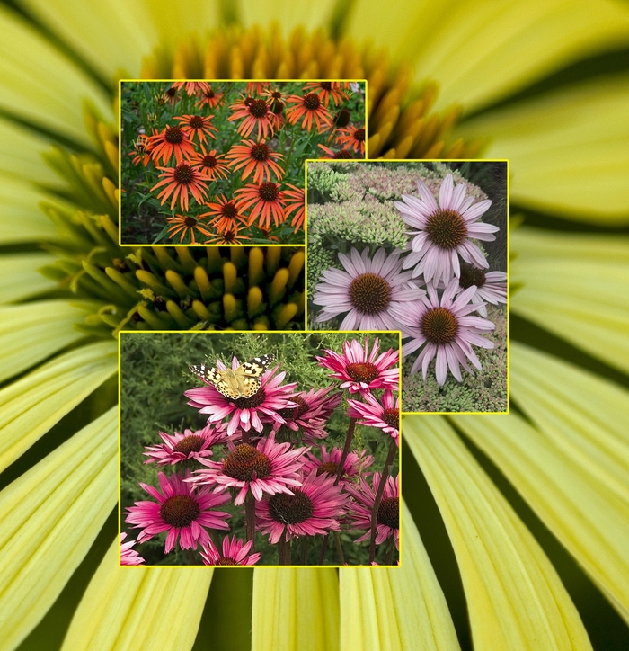Coneflower - Echinacea - Multiple Varieties from Sloat Gardens Coneflower - Echinacea - Multiple Varieties from Sloat Gardens