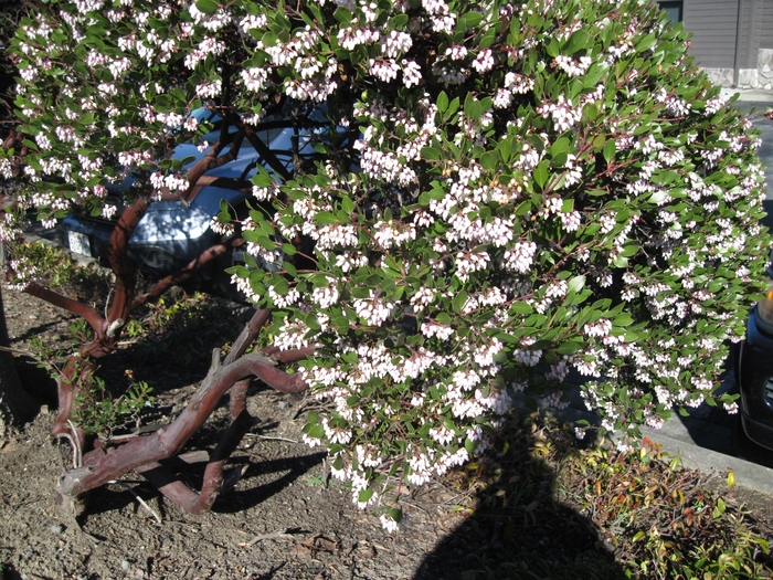 Hill Manzanita - Arctostaphylos densiflora 'Sentinel' from Sloat Gardens Hill Manzanita - Arctostaphylos densiflora 'Sentinel' from Sloat Gardens