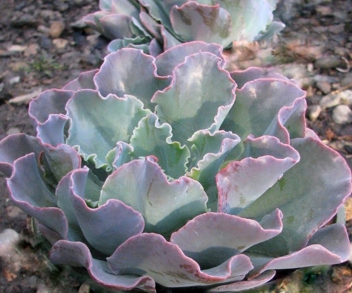 Ruffled Echeveria - Echeveria 'Ruffles' from Sloat Gardens Ruffled Echeveria - Echeveria 'Ruffles' from Sloat Gardens