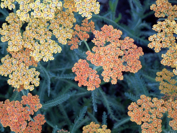 Terra Cotta Yarrow - Achillea 'Terra Cotta' from Sloat Gardens