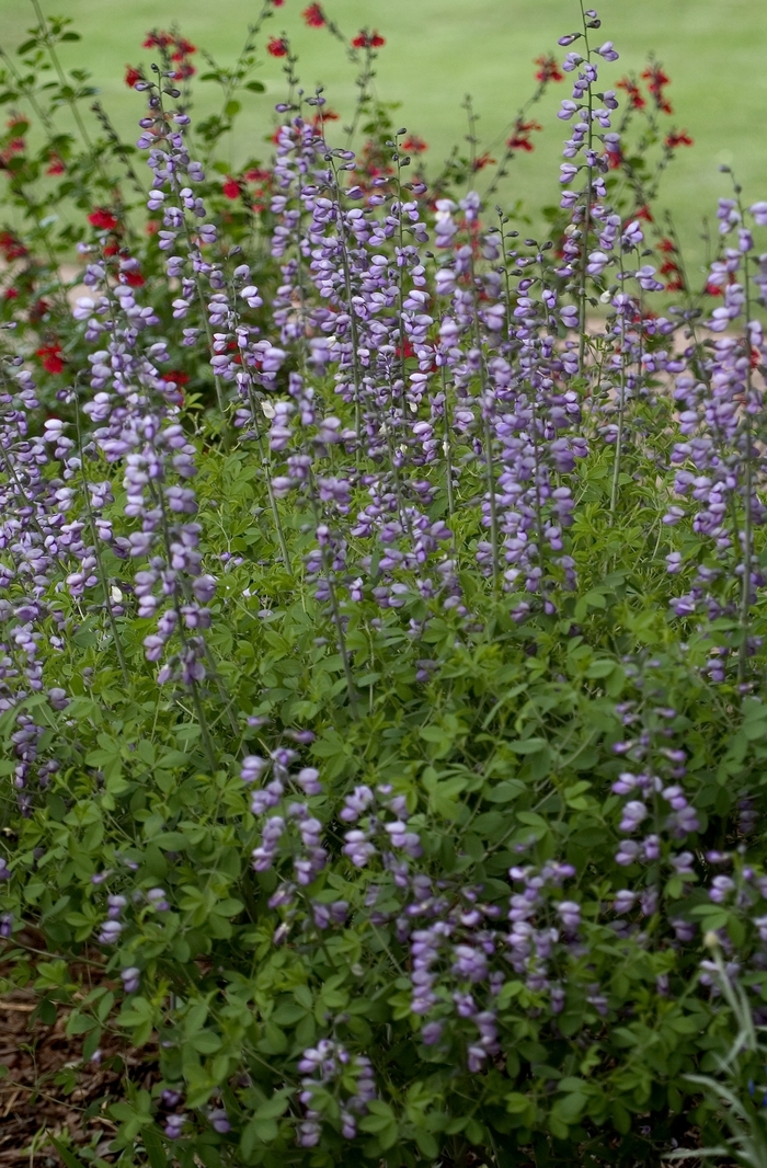 Monkshood - Aconitum napellus from Sloat Gardens