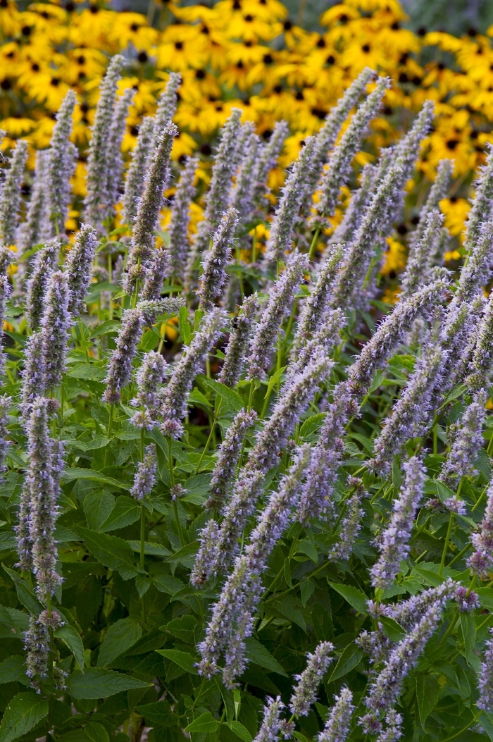 Anise Hyssop - Agastache 'Blue Fortune' from Sloat Gardens