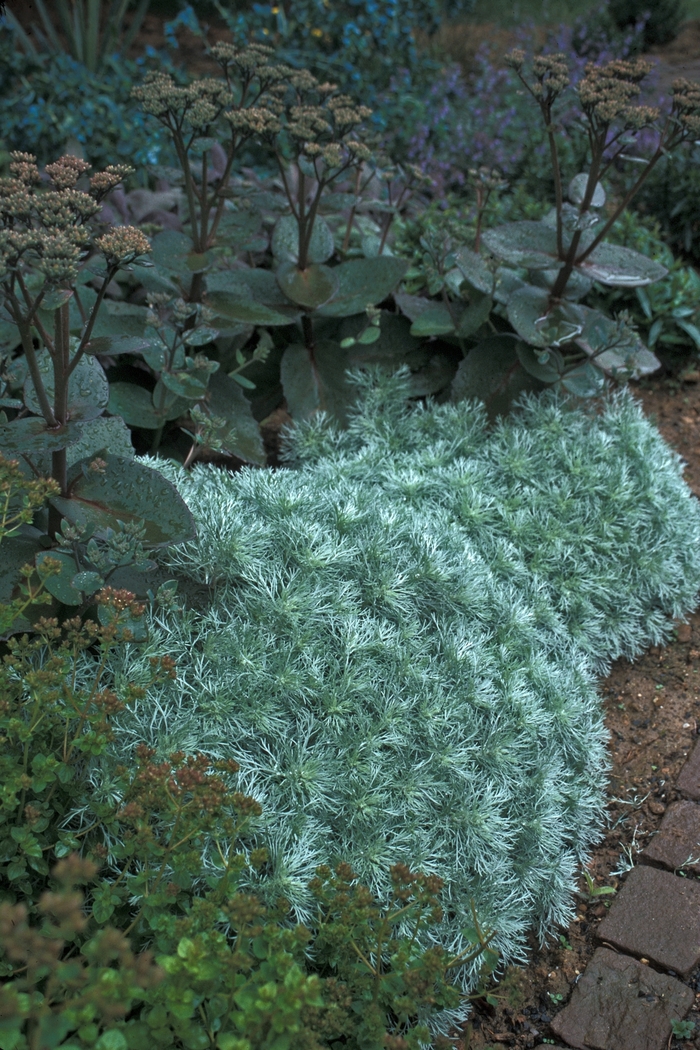 Silver Mound - Artemisia schmidtiana 'Silver Mound' from Sloat Gardens