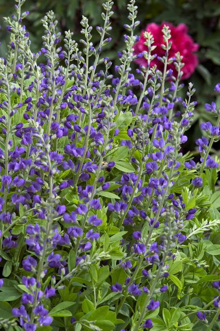 Blue False Indigo - Baptisia australis from Sloat Gardens
