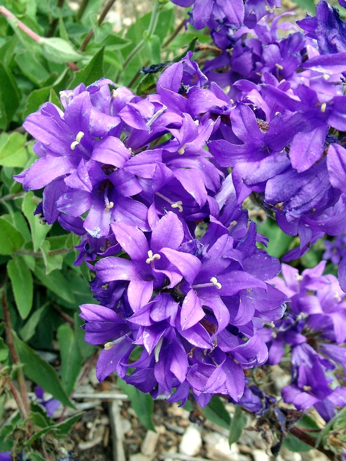 Bellflower - Campanula glomerata 'Joan Elliott' from Sloat Gardens
