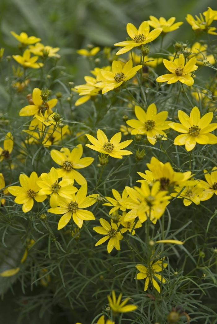 Tickseed - Coreopsis verticillata 'Zagreb' from Sloat Gardens