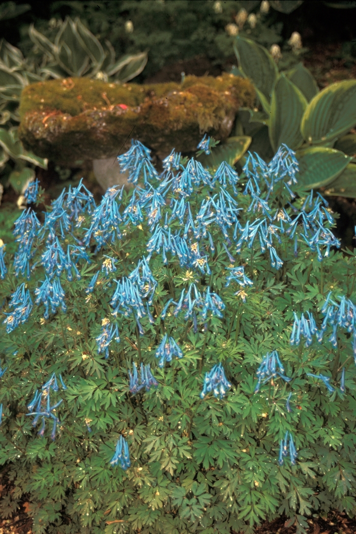 Corydalis - Corydalis flexulosa 'China Blue' from Sloat Gardens