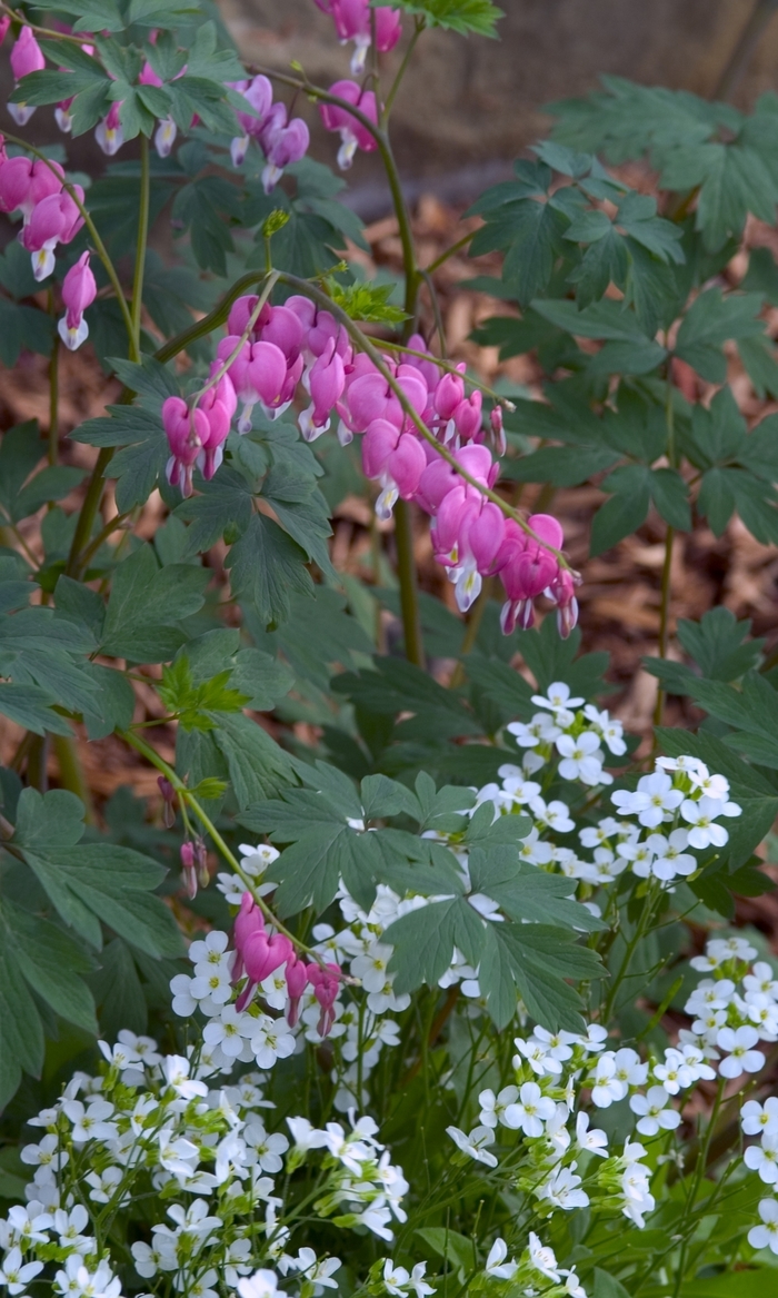Bleeding Heart-Old Fashioned - Dicentra spectabilis from Sloat Gardens