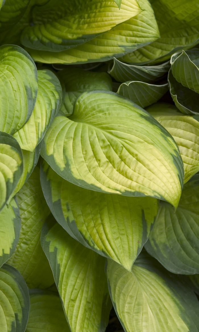 Plantain Lily - Hosta 'Gold Standard' from Sloat Gardens