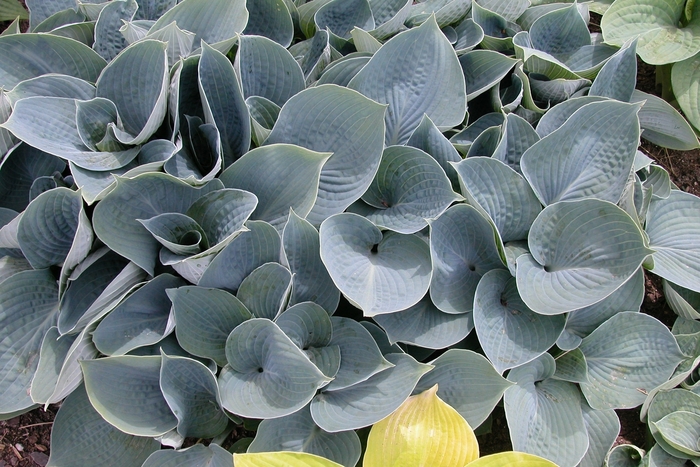 Plantain Lily - Hosta 'Hadspen Blue' from Sloat Gardens