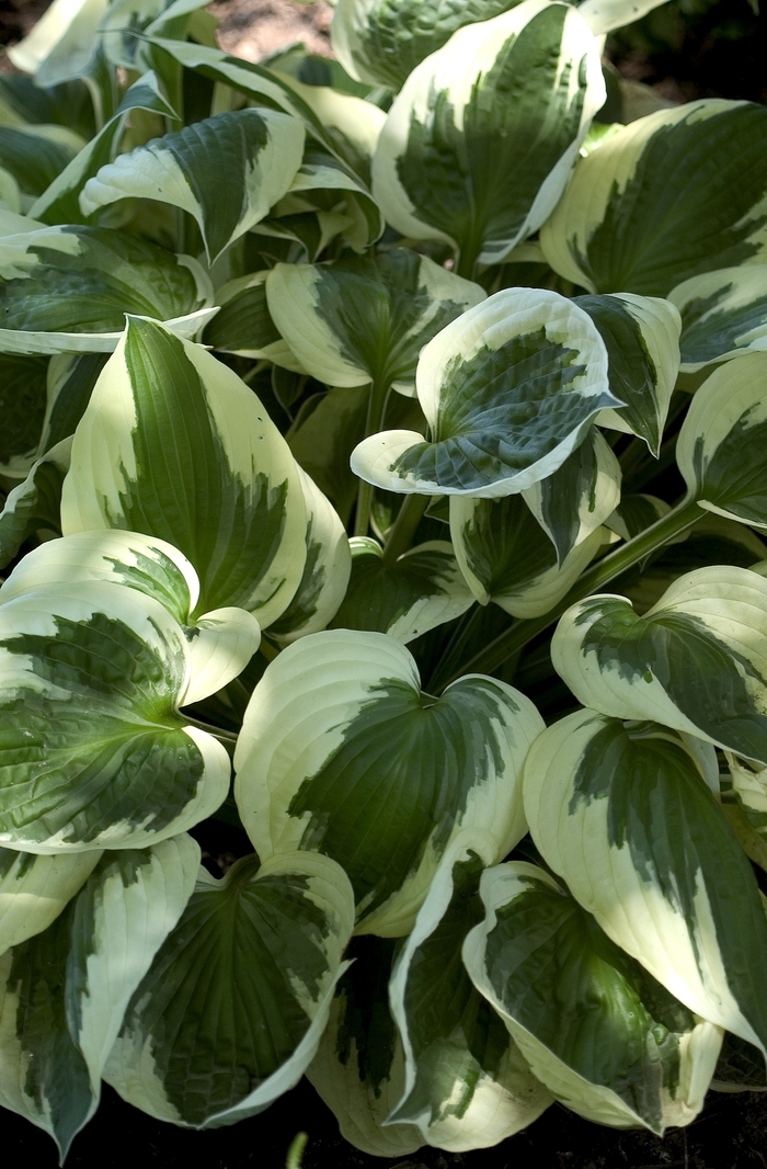 Plantain Lily - Hosta 'Patriot' from Sloat Gardens
