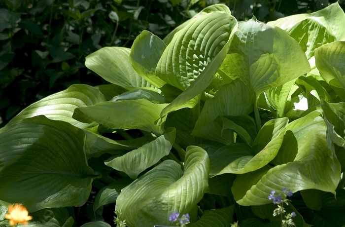 Plantain Lily - Hosta 'Sum and Substance' from Sloat Gardens