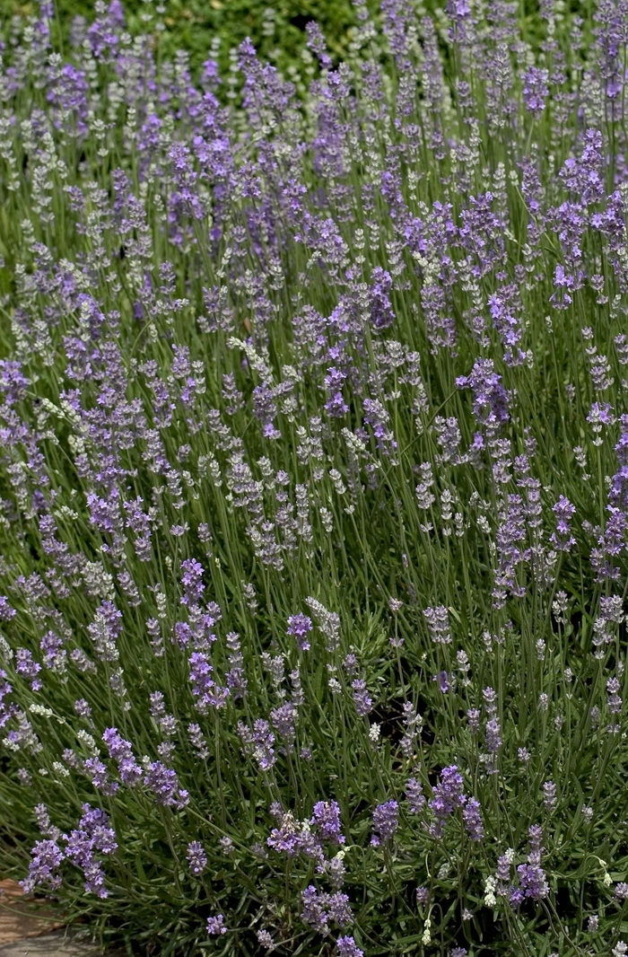 Lavender - Lavandula angustifolia 'Munstead' from Sloat Gardens