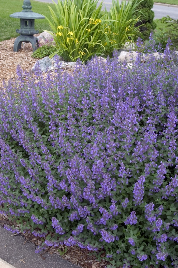 Catmint - Nepeta faassenii 'Walker's Low' from Sloat Gardens