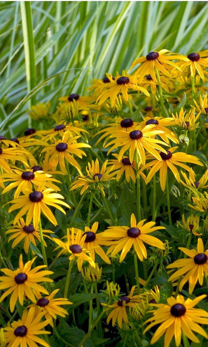 Black Eyed Susan - Rudbeckia fulgida 'Goldsturm' from Sloat Gardens