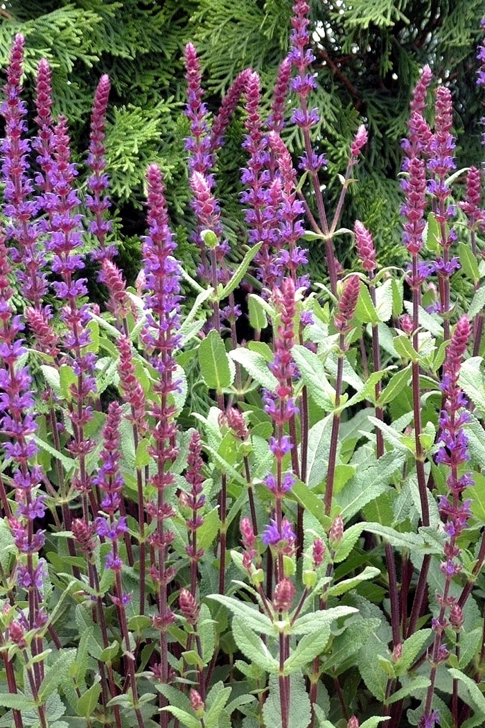 Salvia - Salvia nemorosa 'Caradonna' from Sloat Gardens