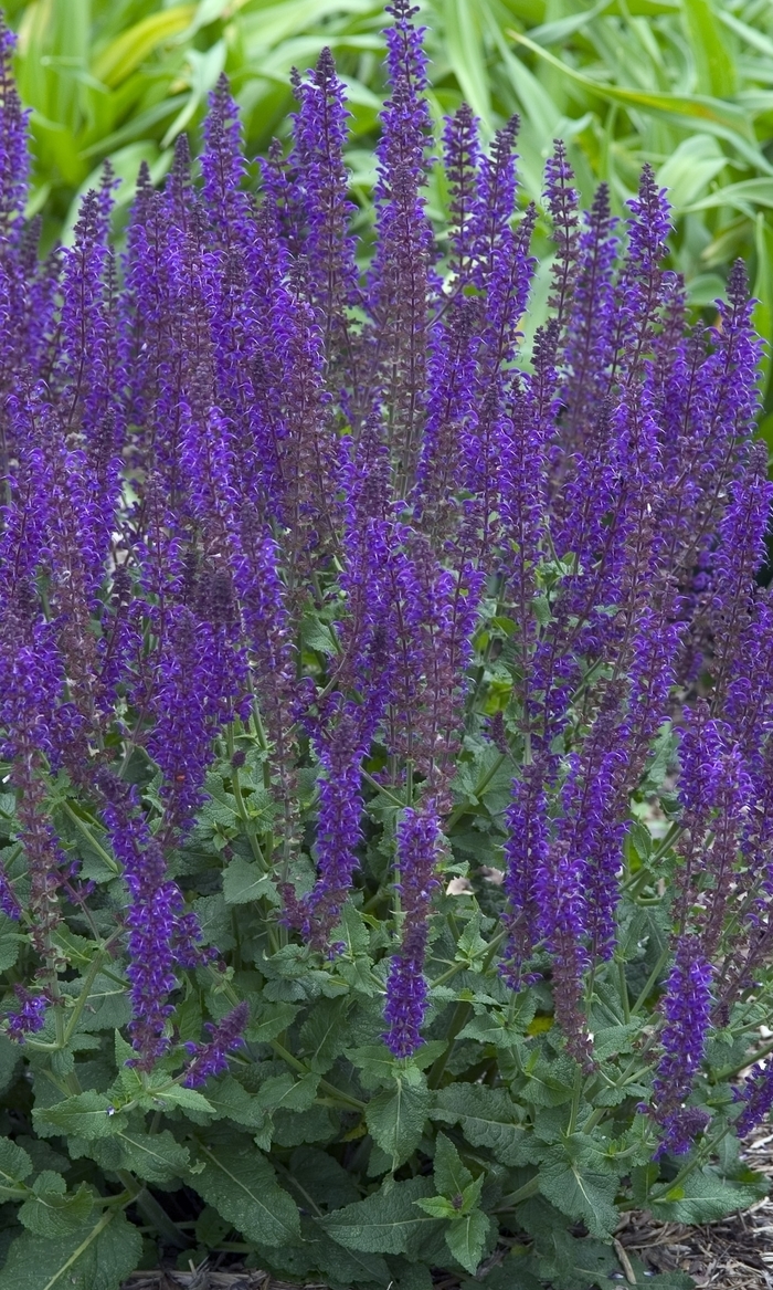 Blue Salvia - Salvia nemorosa 'East Friesland' from Sloat Gardens