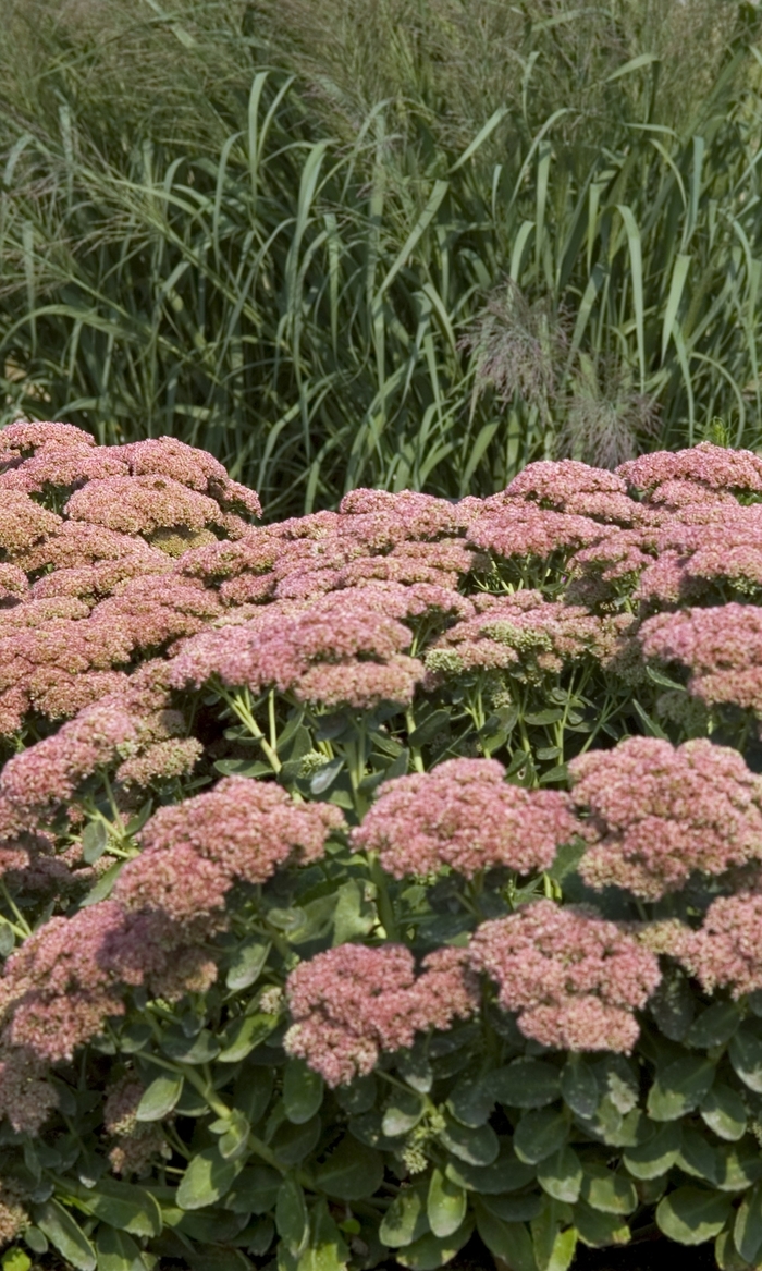 Stonecrop - Sedum 'Autumn Fire' from Sloat Gardens