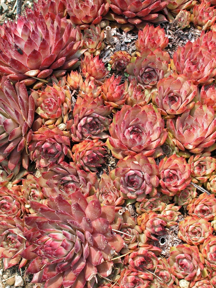 Hens & Chicks - Sempervivum 'Red Beauty' from Sloat Gardens