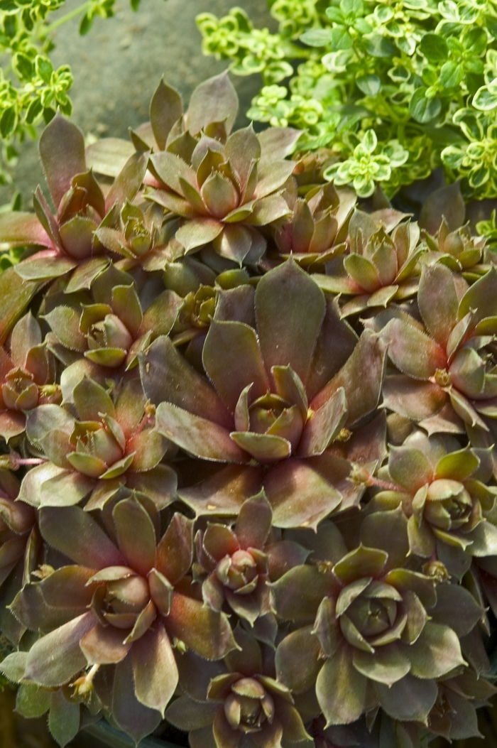Hens & Chicks - Sempervivum 'Silverine' from Sloat Gardens