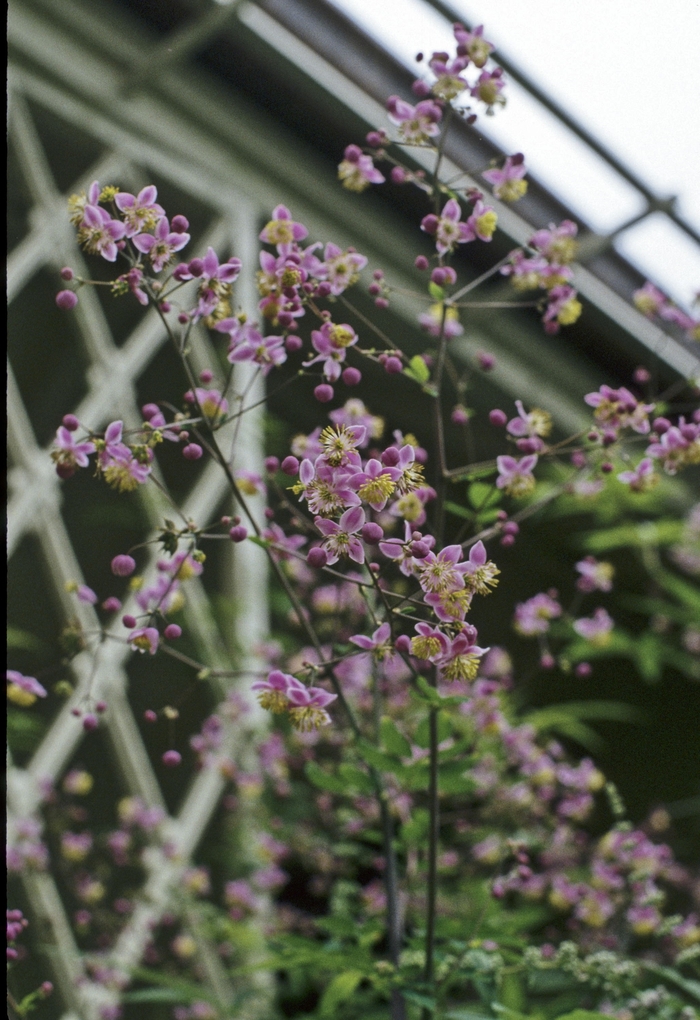 Meadow Rue - Thalictrum delavayi from Sloat Gardens
