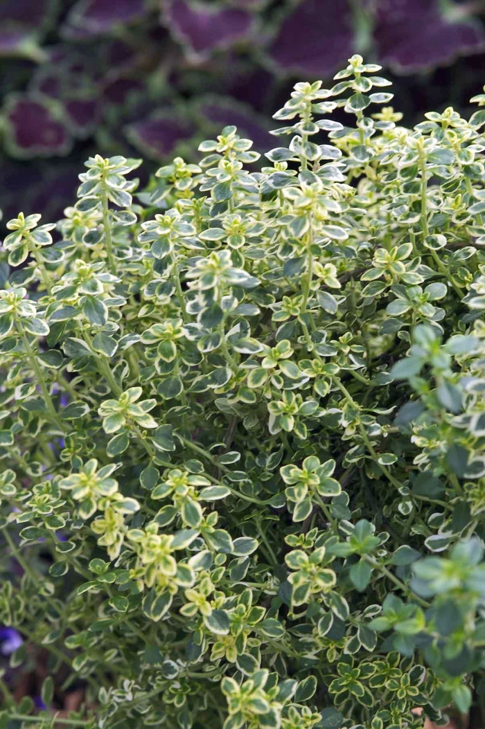 Creeping Thyme - Thymus citriodorus 'Aureus' from Sloat Gardens