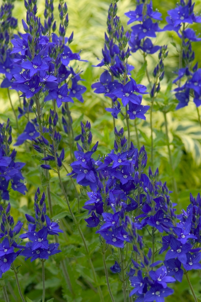 Speedwell - Veronica austriaca 'Crater Lake Blue' from Sloat Gardens