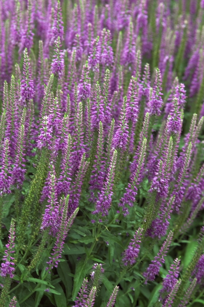 Speedwell - Veronica 'Eveline' from Sloat Gardens