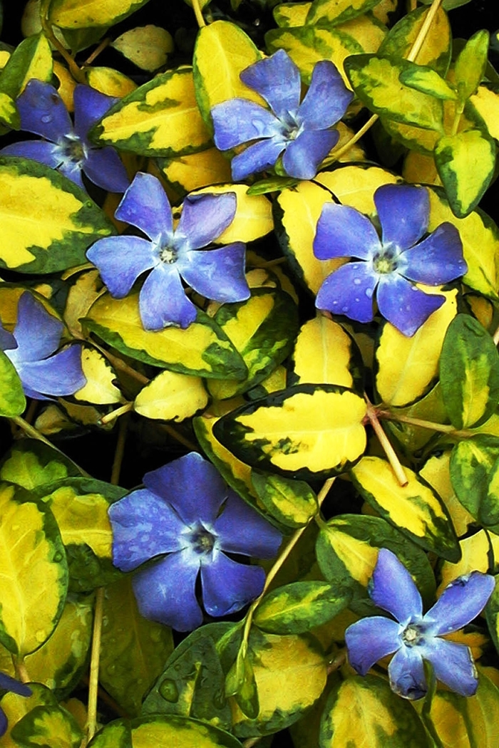 Periwinkle - Vinca minor 'Illumination' from Sloat Gardens