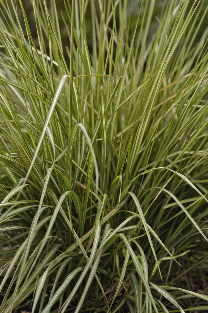 Feather Reed Grass - Calamagrostis acutiflora 'Avalanche' from Sloat Gardens