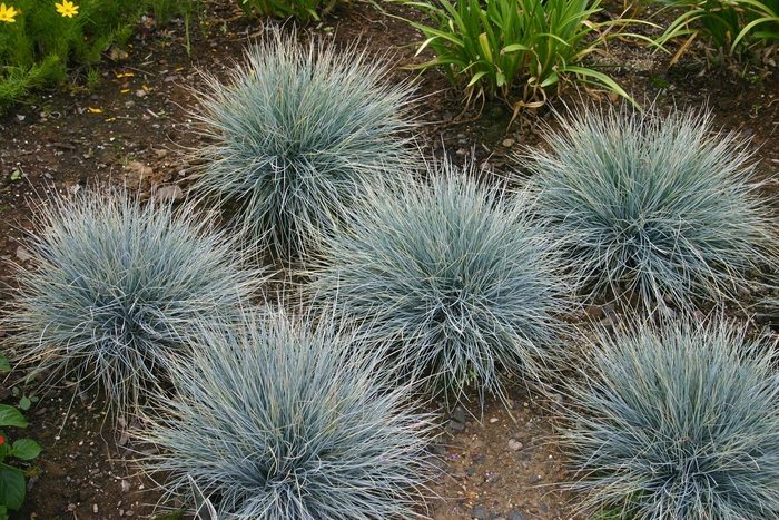 Blue Fescue - Festuca glauca 'Elijah Blue' from Sloat Gardens