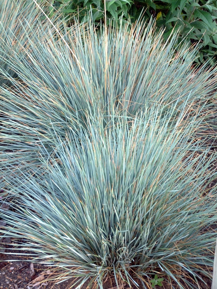 Blue Oat Grass - Helictotrichon sempervirens 'Sapphire' from Sloat Gardens