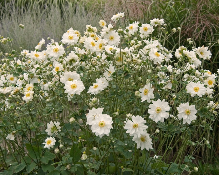 Japanese Anemone - Anemone x hybrida 'Whirlwind' from Sloat Gardens