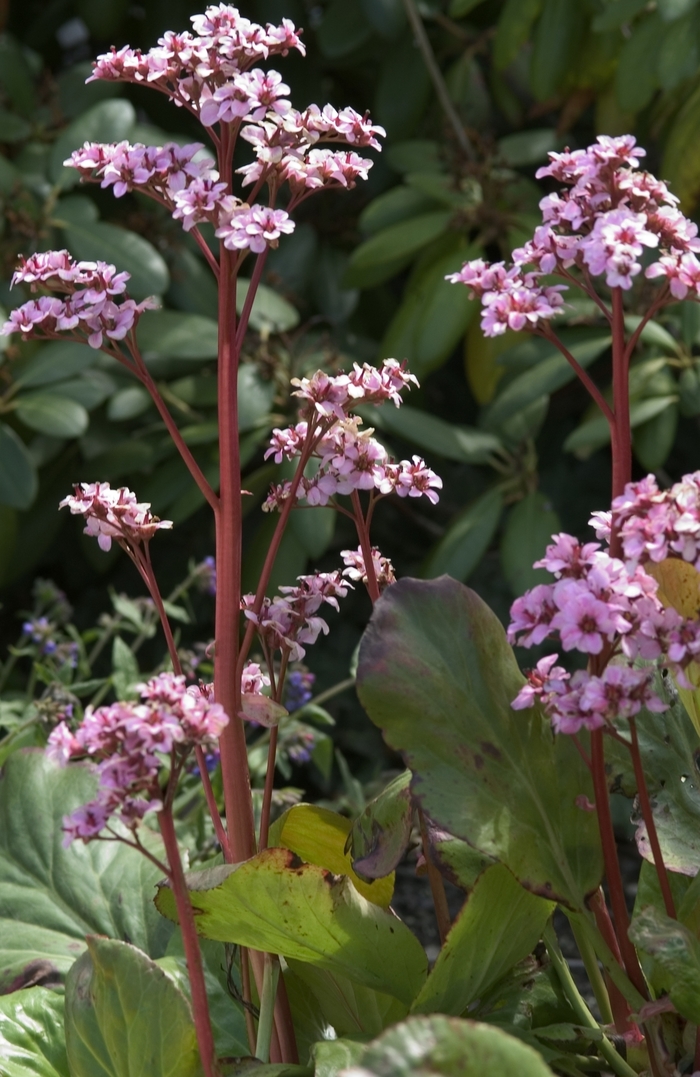 Pig Squeek - Bergenia ''Silverlicht'' from Sloat Gardens