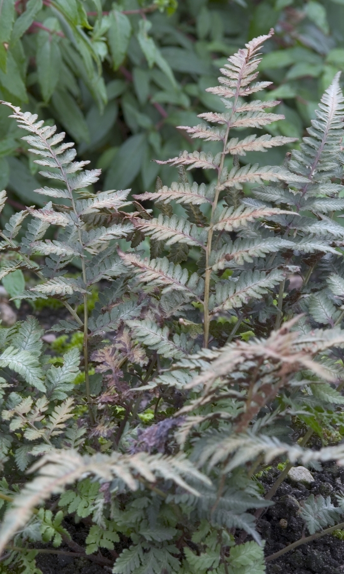 Japanese Painted Fern - Athyrium niponicum 'Red Beauty' from Sloat Gardens