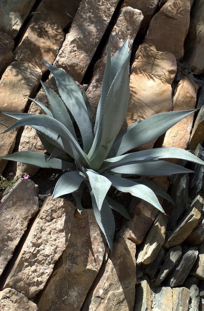 Agave - Agave celsii from Sloat Gardens
