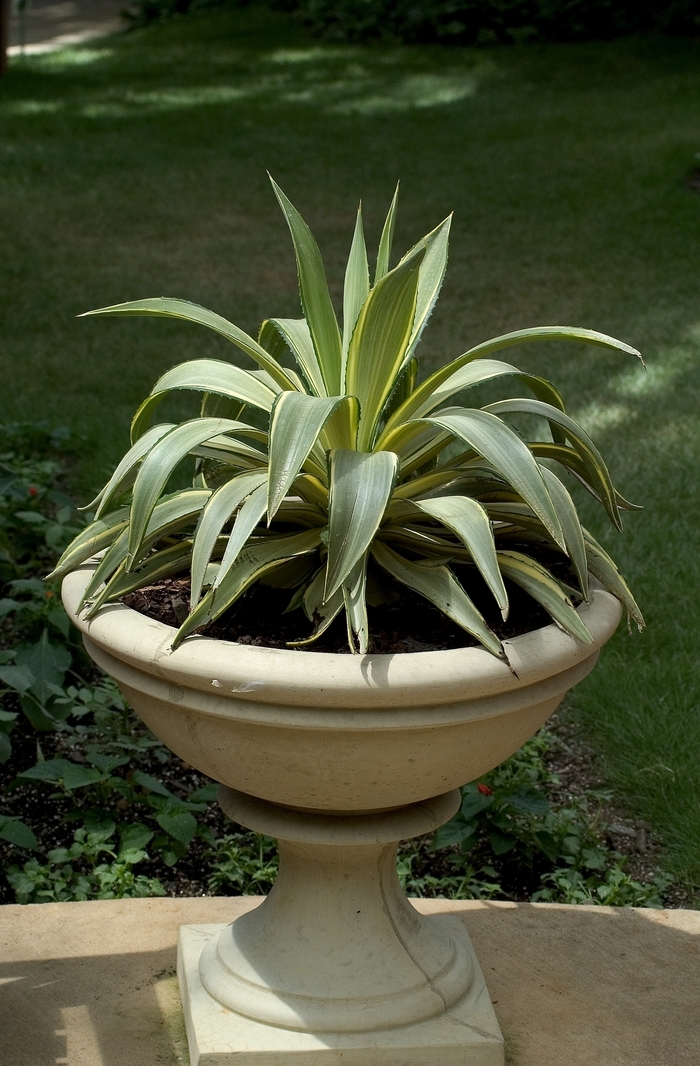 Agave - Agave 'Joe Hoak' from Sloat Gardens