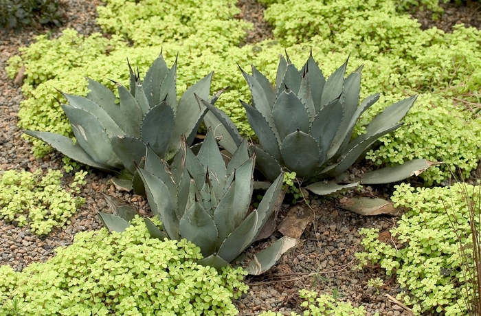 Agave - Agave parryi from Sloat Gardens