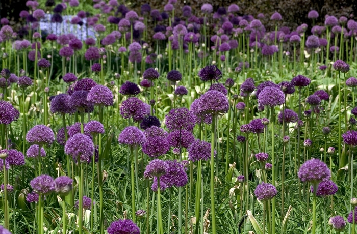 Giant Onion - Allium giganteum from Sloat Gardens