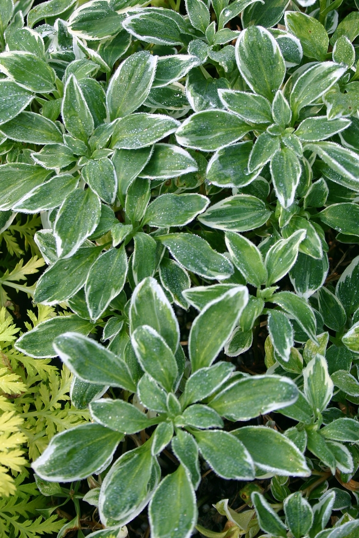 Parrot Lilly - Alstroemeria psittacina 'Variegata' from Sloat Gardens