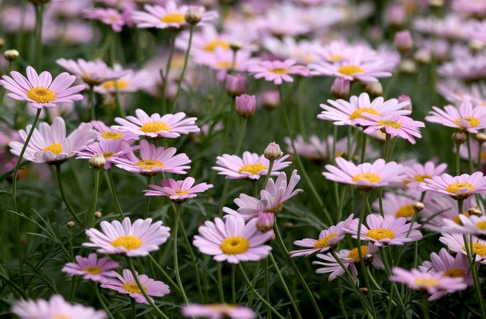Comet Pink Marguerite - Argyranthemum frutescens 'Comet™ Pink' from Sloat Gardens