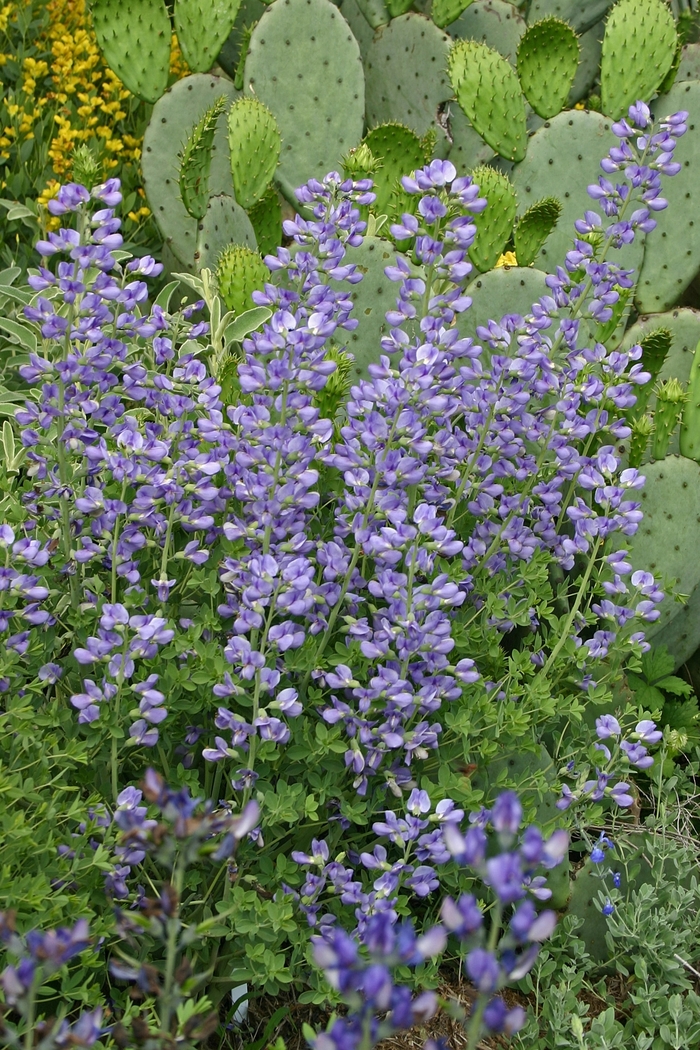 Blue False Indigo - Baptisa cinerea from Sloat Gardens