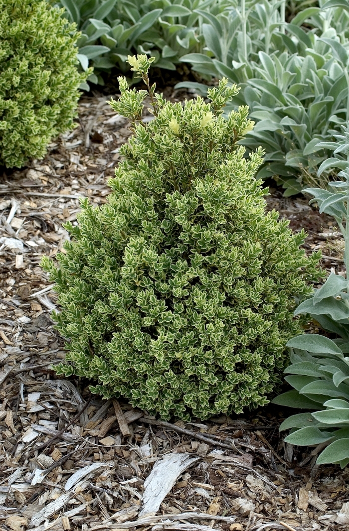 Variegated English Boxwood - Buxus sempervirens 'Variegatus' from Sloat Gardens