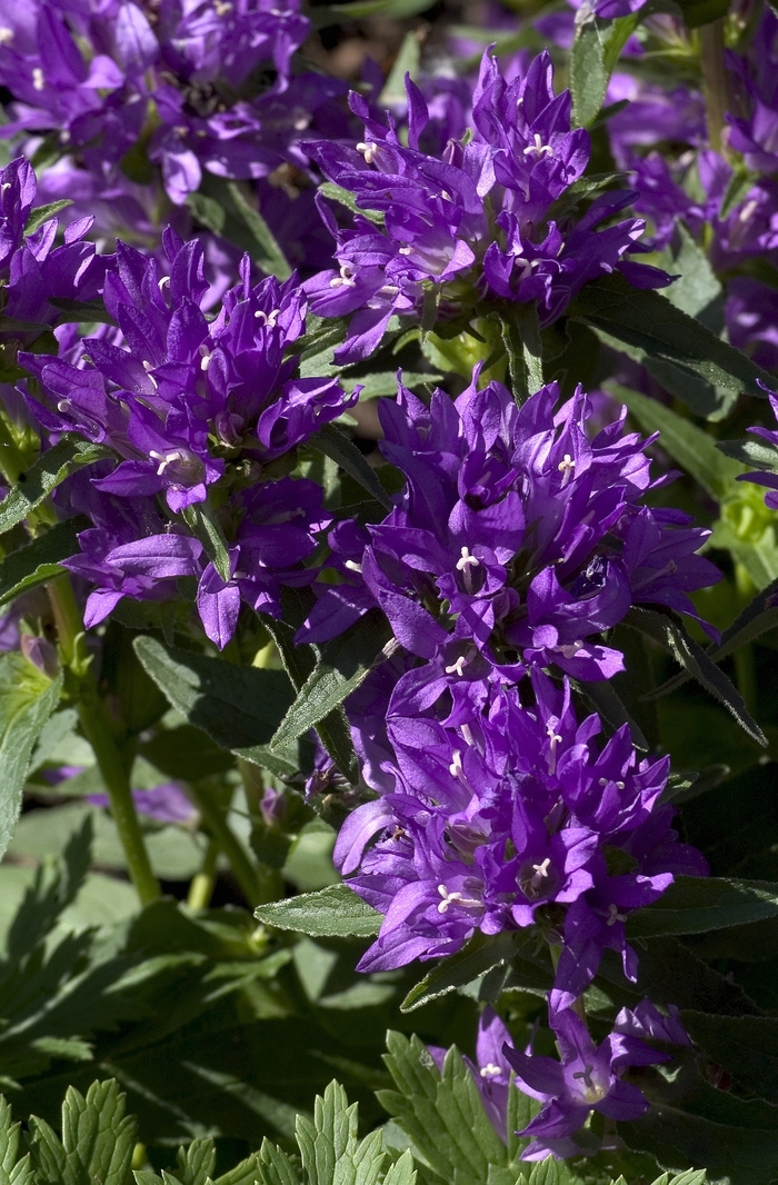Bellflower - Campanula glomerata 'Acaulis' from Sloat Gardens