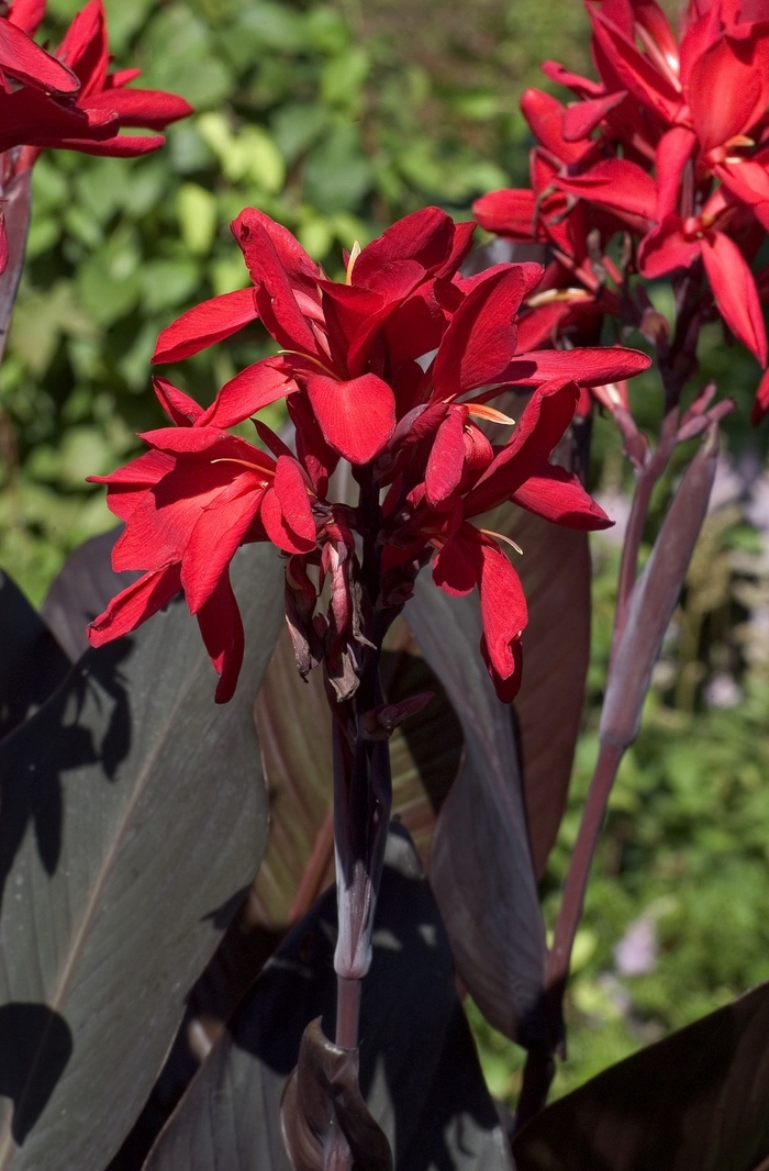 Canna Lily - Canna 'Red Futurity' from Sloat Gardens