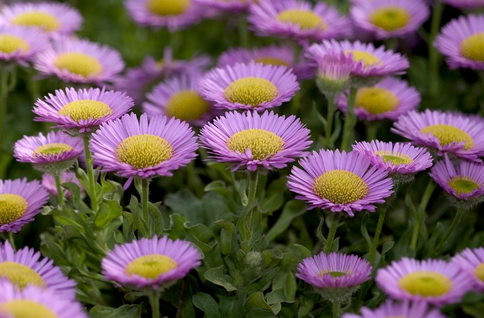 Beach Aster - Erigeron glaucus from Sloat Gardens