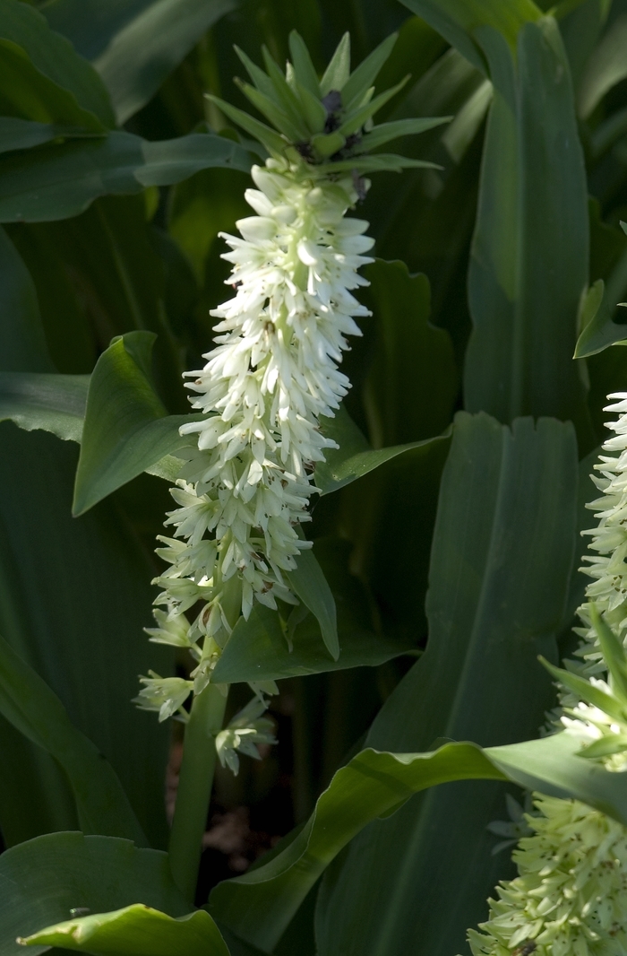 Pineapple Flower - Eucomis comosa from Sloat Gardens