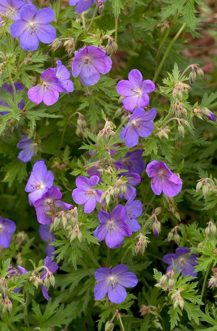  Blue Cranesbill - Geranium 'Johnson's Blue' from Sloat Gardens
